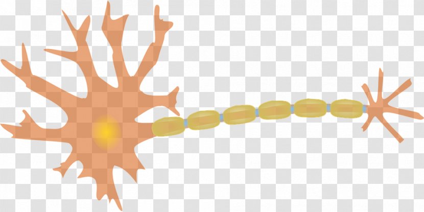 Neuron Brain Dendrite Axon Clip Art Transparent PNG