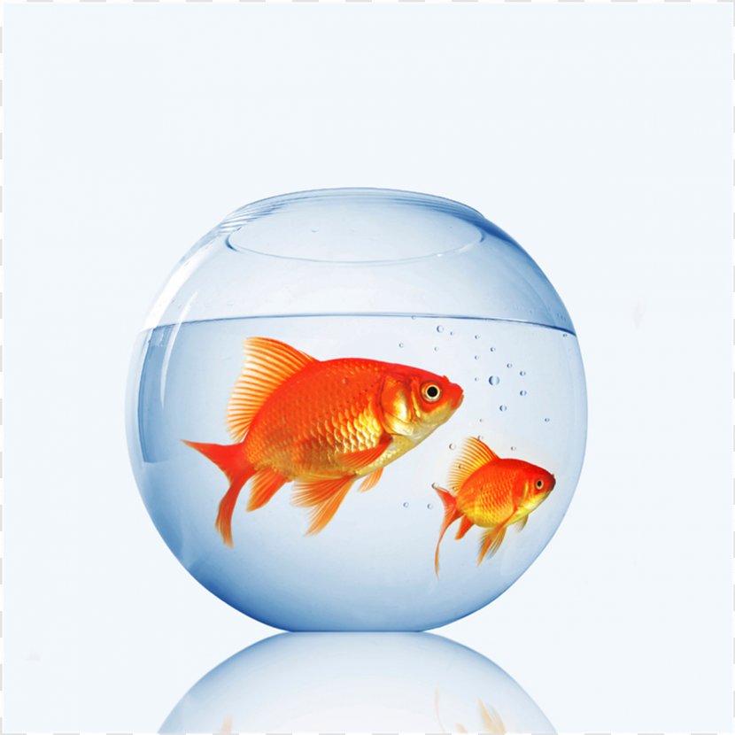 Goldfish Aquarium Fishkeeping Pet Shop - Vertebrate Transparent PNG