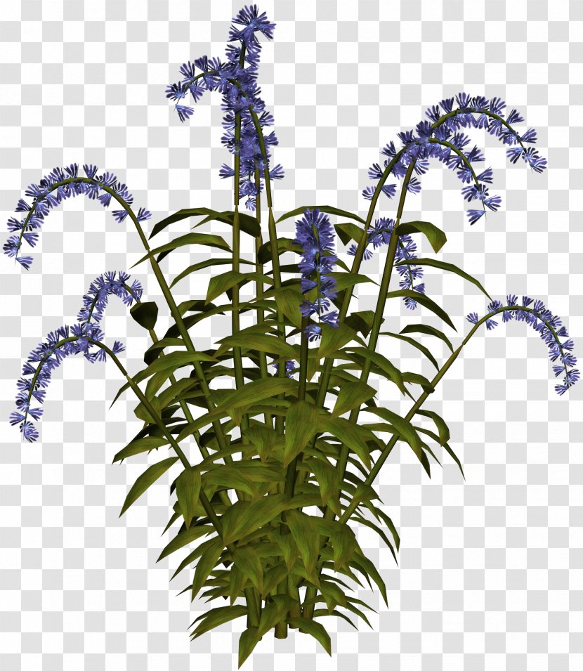 IFolder Flowering Plant Stem - Lavender - Flower Transparent PNG