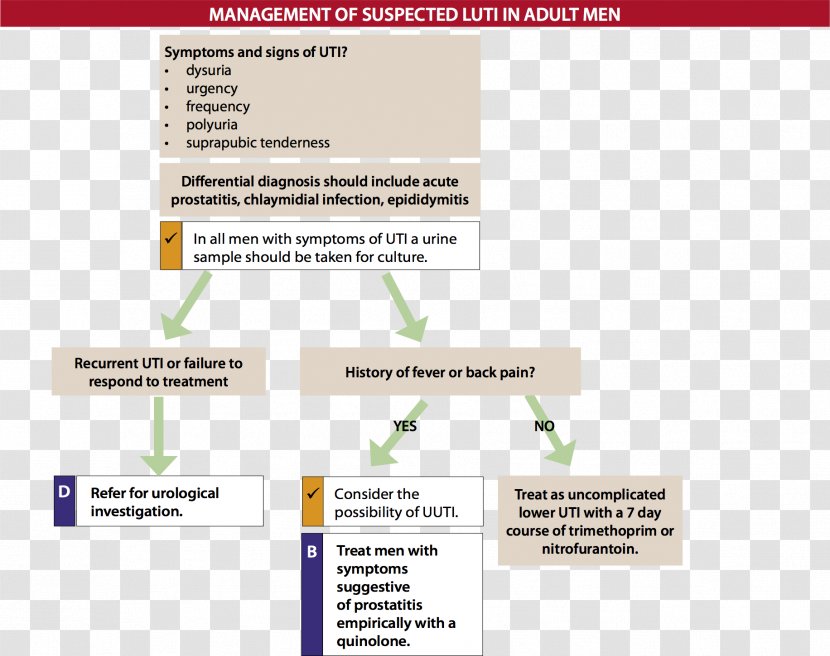 Urinary Tract Infection Excretory System Back Pain Bladder - Text - Learning Transparent PNG