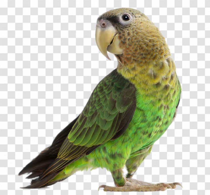 Parrot Lovebird Budgerigar Cockatiel - Beak - Green Transparent PNG