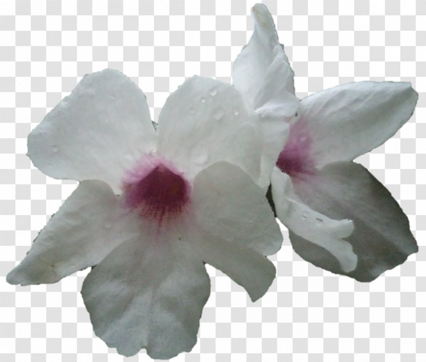 Moth Orchids Cattleya Herbaceous Plant - Petal Transparent PNG