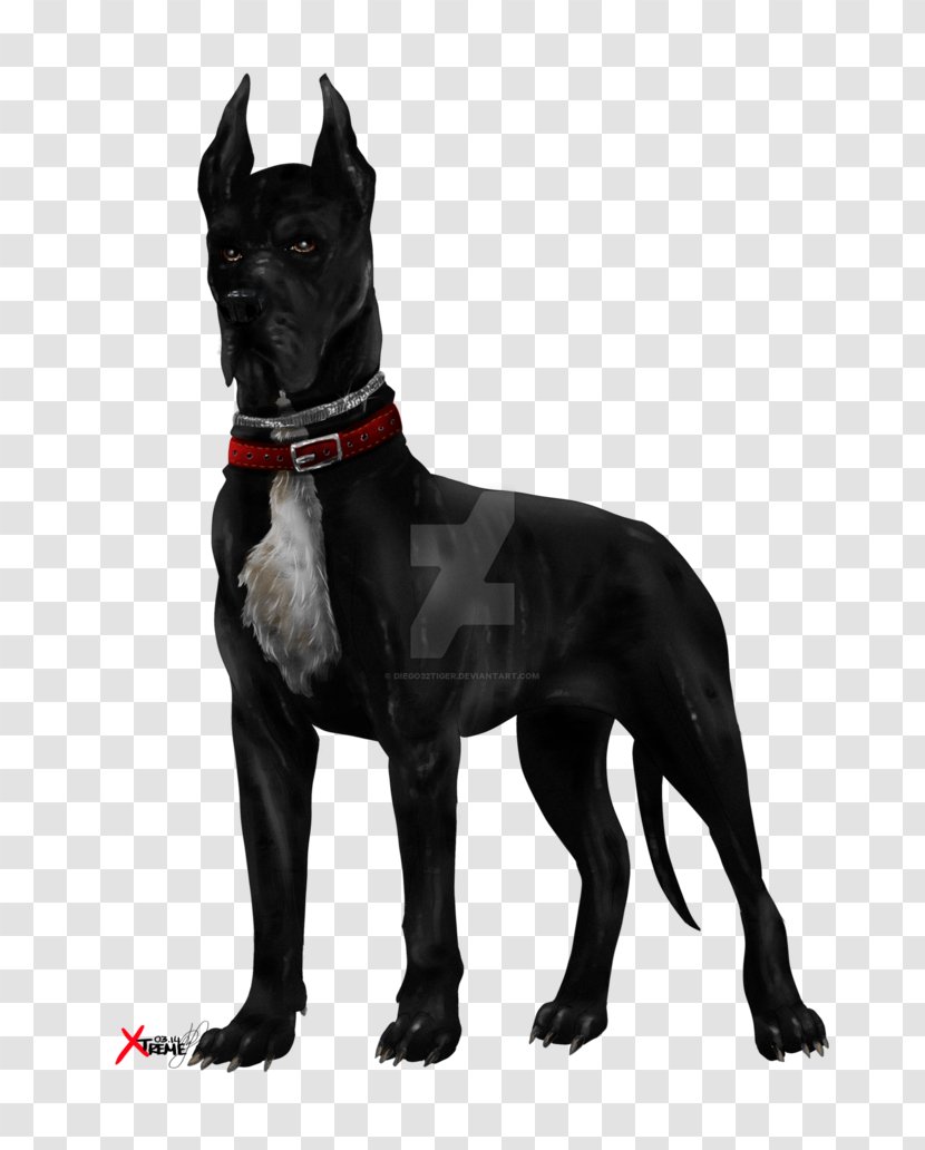 Cane Corso Great Dane Labrador Retriever Dog Breed Black - Like Mammal - Pitbull Transparent PNG