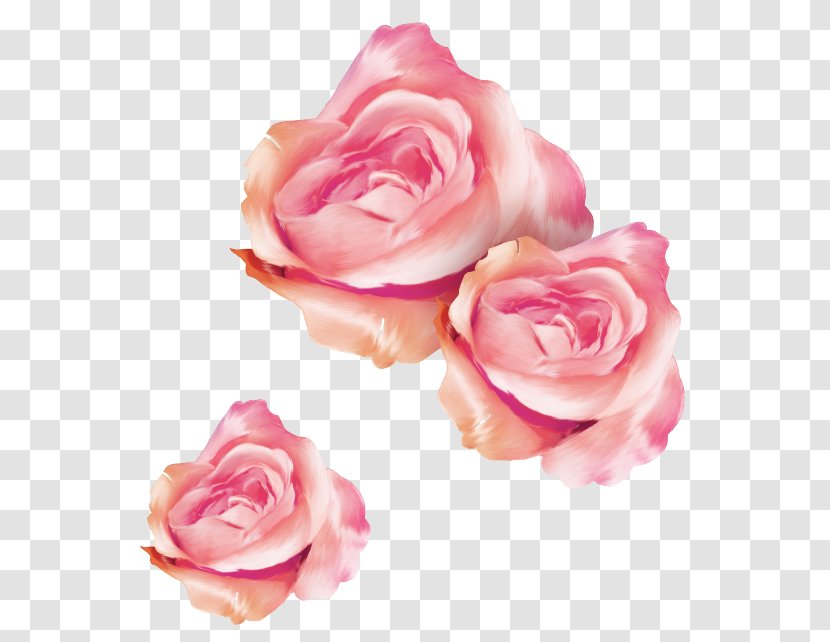 Garden Roses Cabbage Rose Floribunda Cut Flowers Petal - Magenta - Closeup Transparent PNG