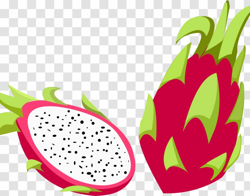 Fruit Pitaya Illustration Drawing Vector Graphics - Natural Foods - Rouge Transparent PNG