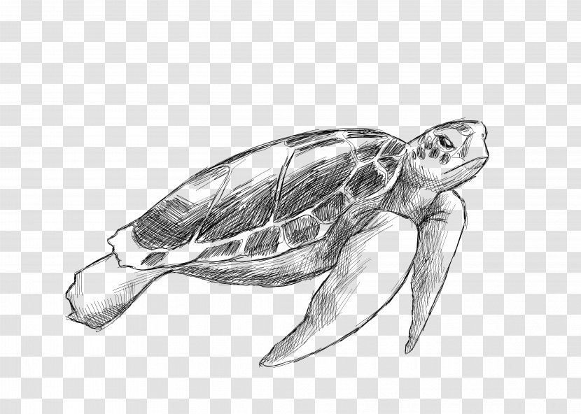 Sea Turtle Drawing Animal Illustration - Cartoon - Vector Gray Pencil Transparent PNG