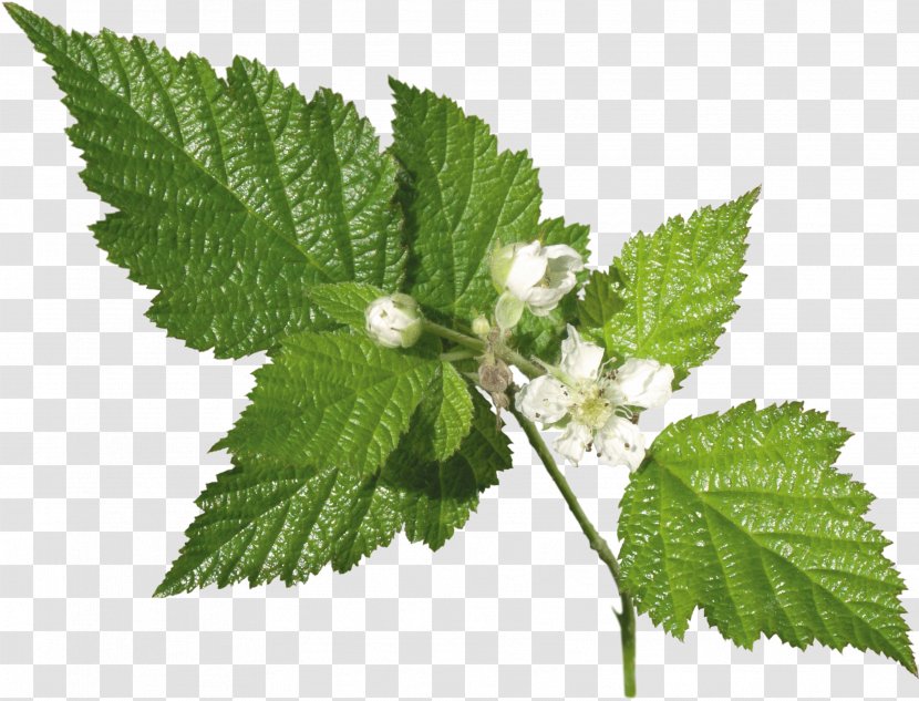 Leaf Herb Plant Common Nettle Archive File - Perilla - Leafs Transparent PNG