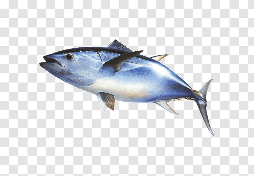 Thunnus Mackerel Fishing Atlantic Bluefin Tuna - Albacore - Fish Transparent PNG