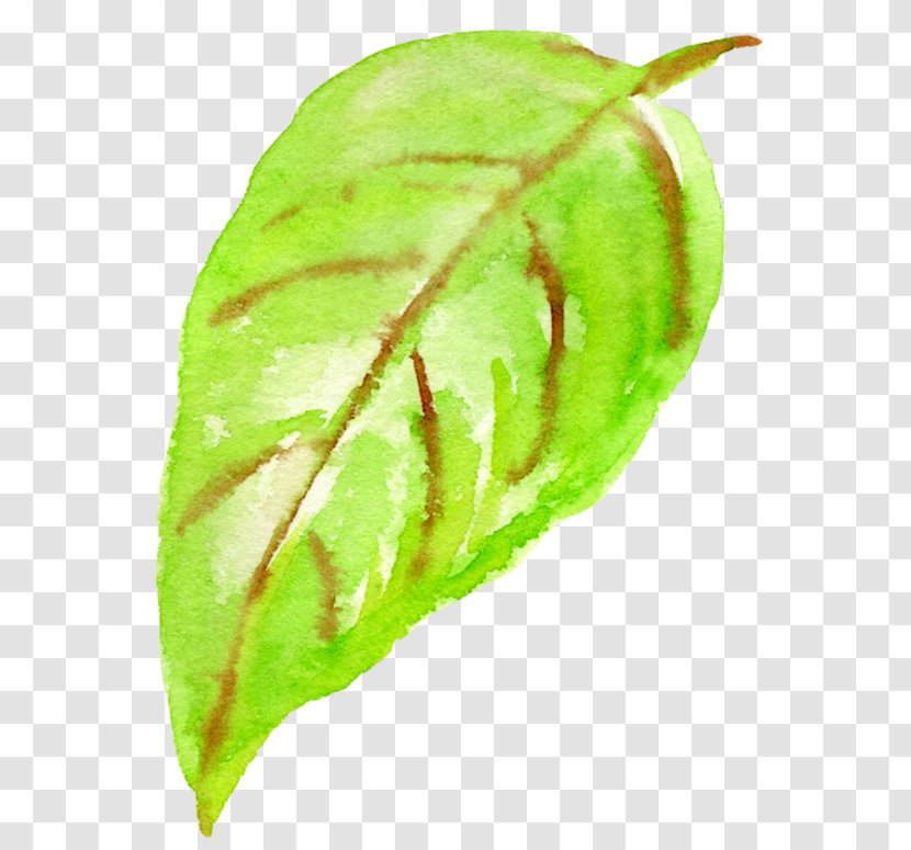 Plant Pathology Leaf Stem Fruit Transparent PNG