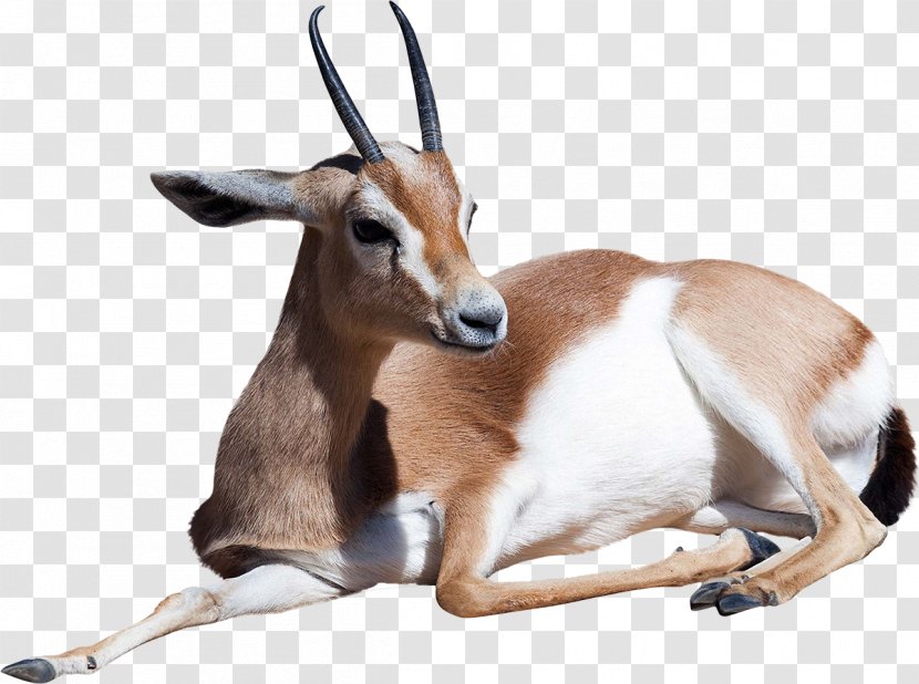 Dorcas Gazelle Antelope Stock Photography Thomson's - Fauna Transparent PNG