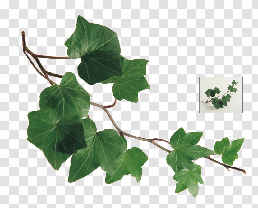 Common Ivy Leaf Plant Vine - Stem Transparent PNG