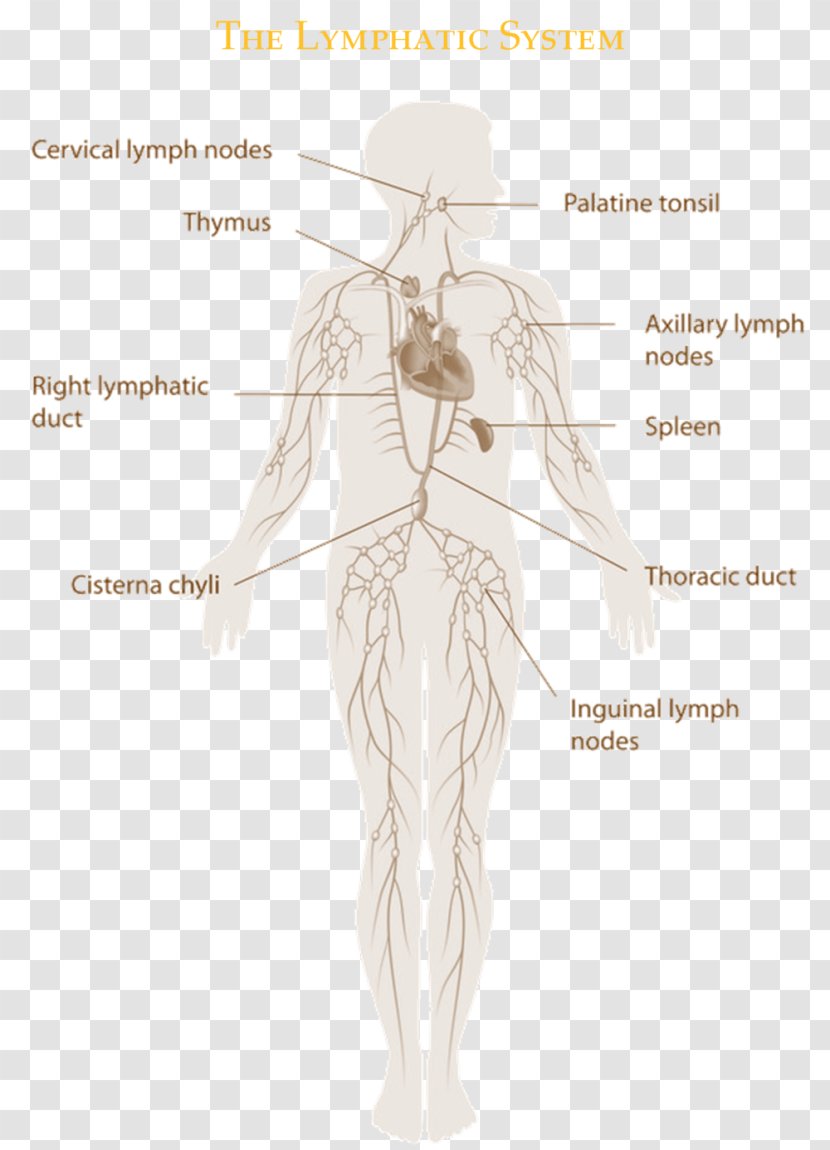 The Lymphatic System Manual Drainage Immune Vessel - Heart - Flower Transparent PNG