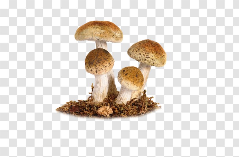 Edible Mushroom Fungus Amanita Muscaria Death Cap - Lamborghini Transparent PNG