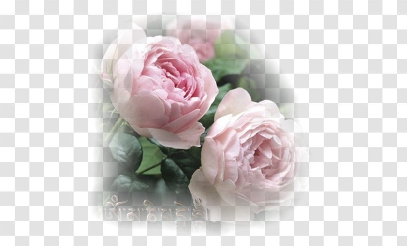 Garden Roses Rosa 'Scepter'd Isle' English Pink Flower - Centifolia Transparent PNG