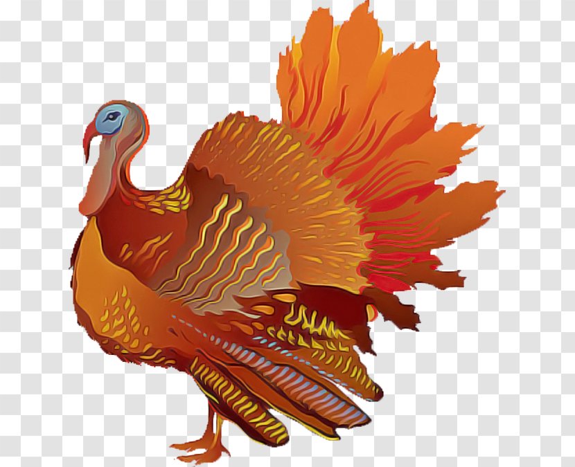 Thanksgiving - Bird - Wild Turkey Transparent PNG