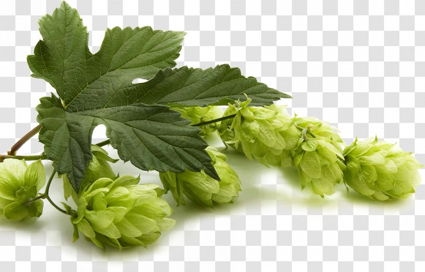 Beer Brewing Grains & Malts India Pale Ale - Hops Transparent PNG