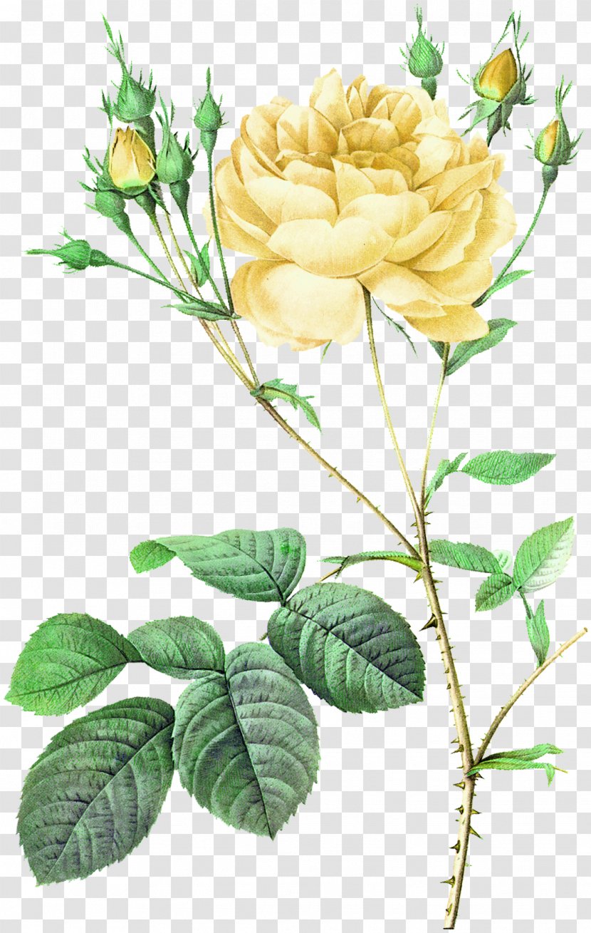 Moss Rose Damask Flower Botanical Illustration Botany - Work Of Art - Yellow Fresh Bouquet Decorative Pattern Transparent PNG