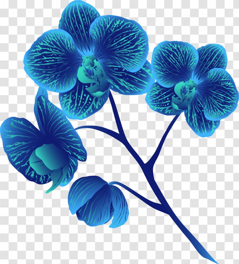 Moth Orchids Cut Flowers Petal Turquoise - Violet Family Transparent PNG