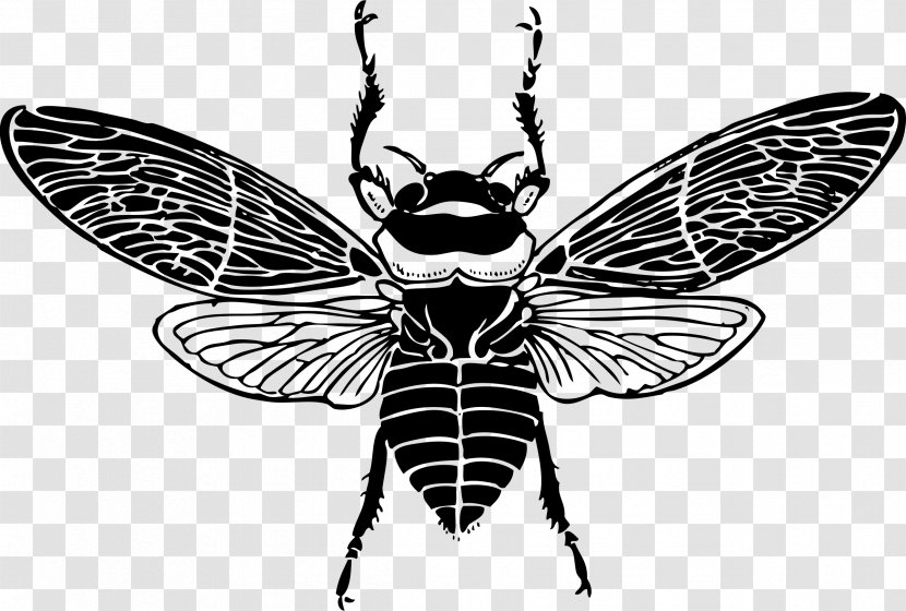 Western Honey Bee Insect Clip Art - Arthropod Transparent PNG