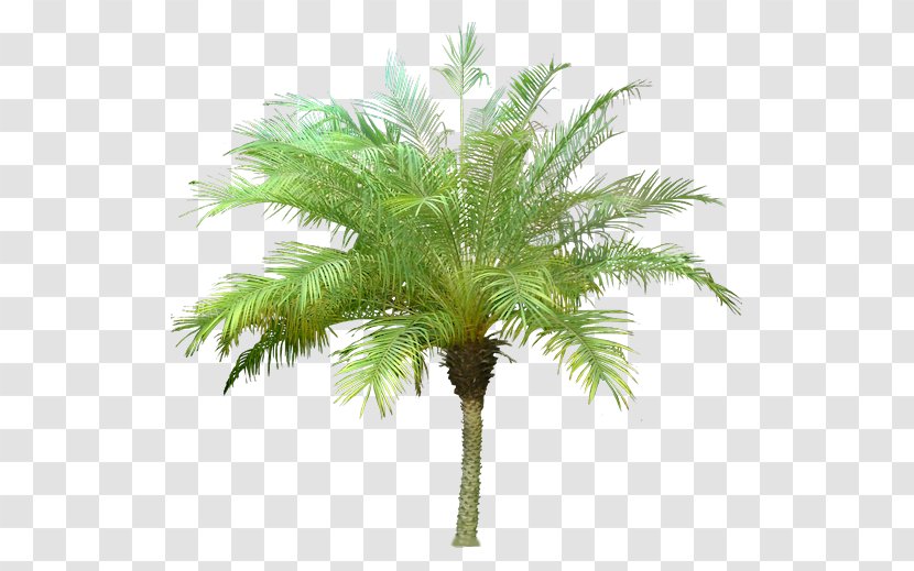 Arecaceae Tree Canary Island Date Palm Transparent PNG