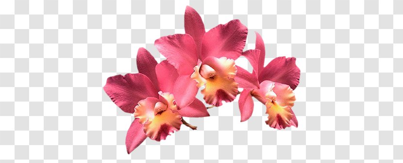 .de Unblog Internet Historia De Un Amor - Seed Plant - Orchids Transparent PNG