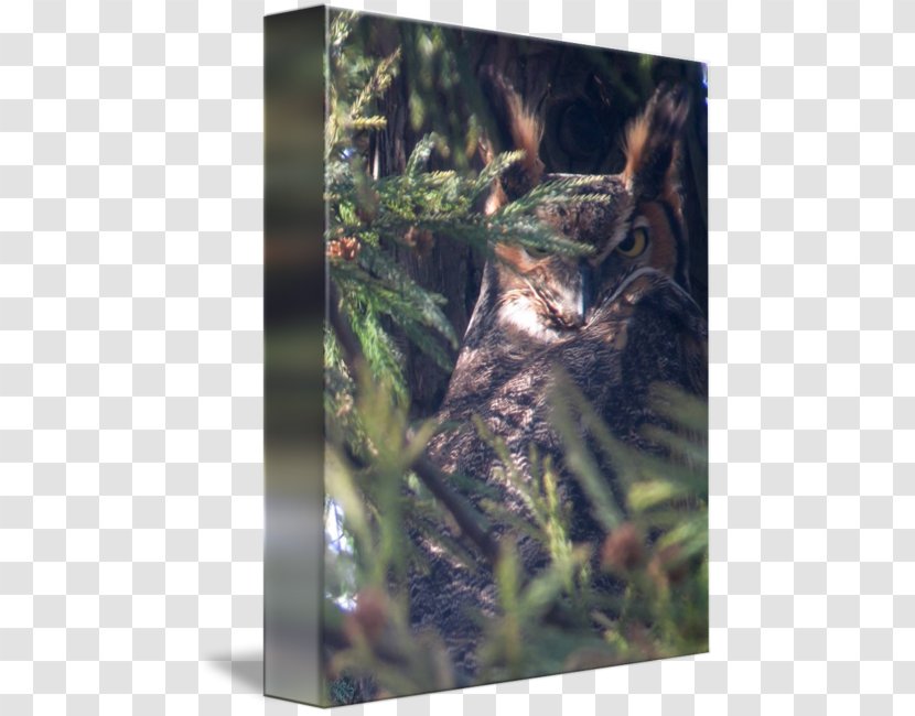 Wildlife Fauna Stock Photography - Trunk - Great Horned Owl Transparent PNG