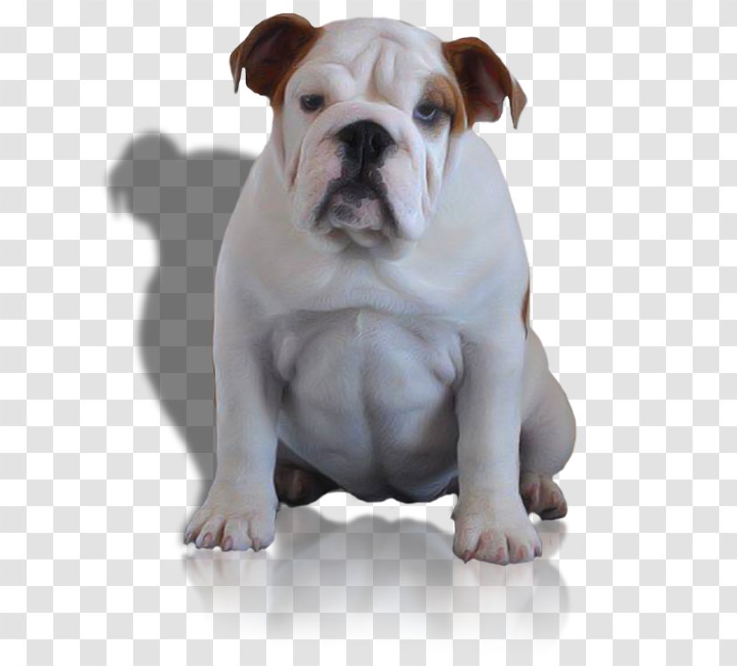 Dorset Olde Tyme Bulldogge American Bulldog English Toy Australian - Carnivoran - Puppy Transparent PNG