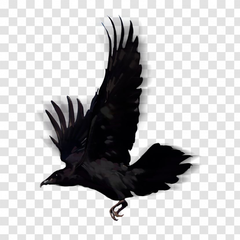 Bird American Crow Common Raven - Condor - Lovebirds Transparent PNG