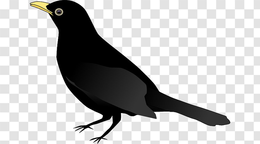 Common Blackbird Clip Art Drawing - Wing - Pile Of Paper Flying Transparent PNG