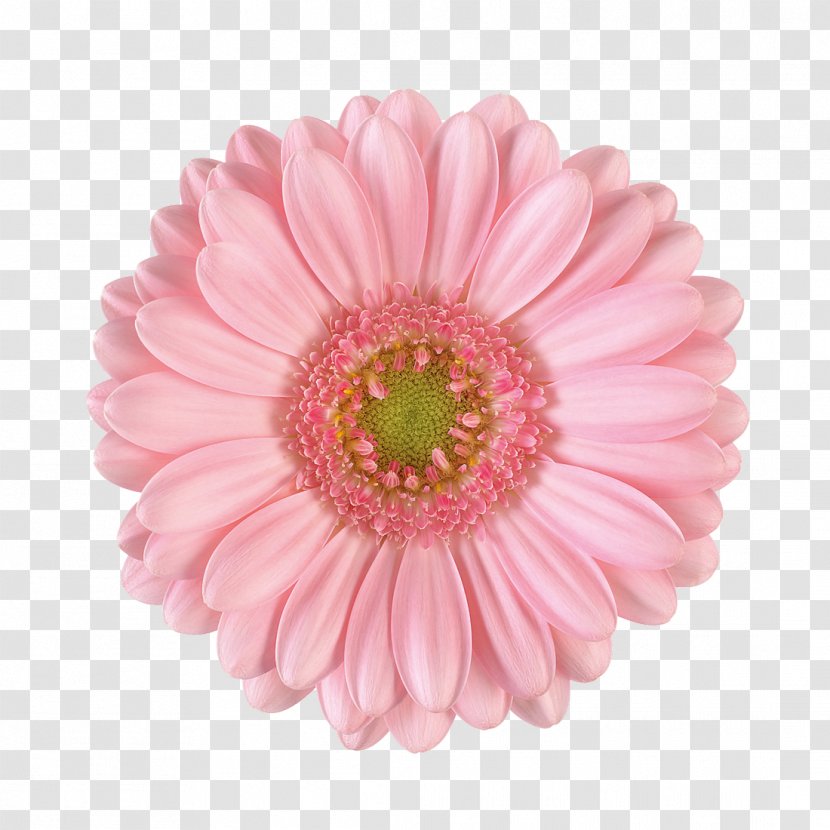 Transvaal Daisy Flower Bouquet Chrysanthemum Garden Roses Transparent PNG