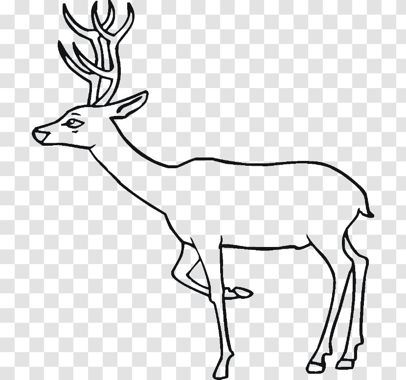 Elk Deer Train Coloring Book Clip Art - Fauna - Drawings For Kids Transparent PNG