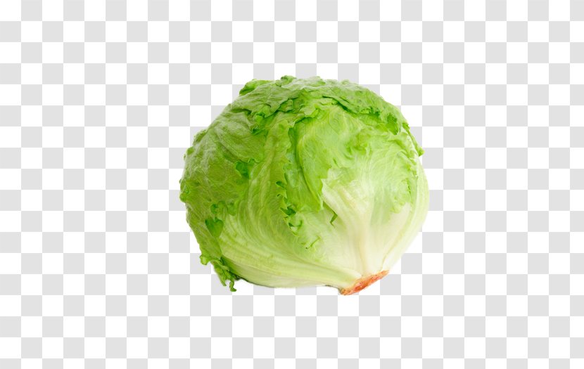 Iceberg Lettuce Organic Food Leaf Vegetable Salad Transparent PNG