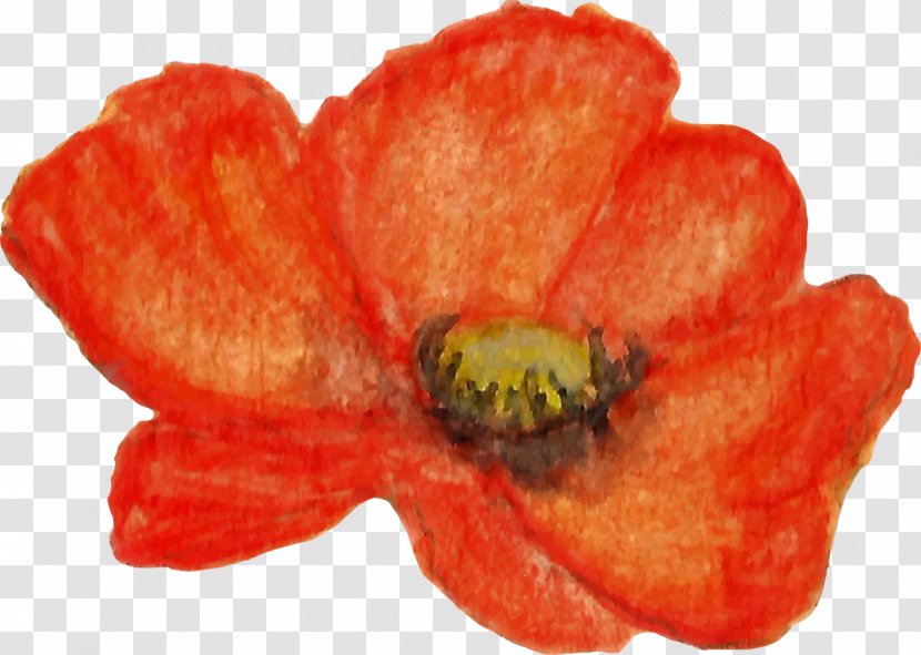 Flowering Plant Petal The Poppy Family Transparent PNG