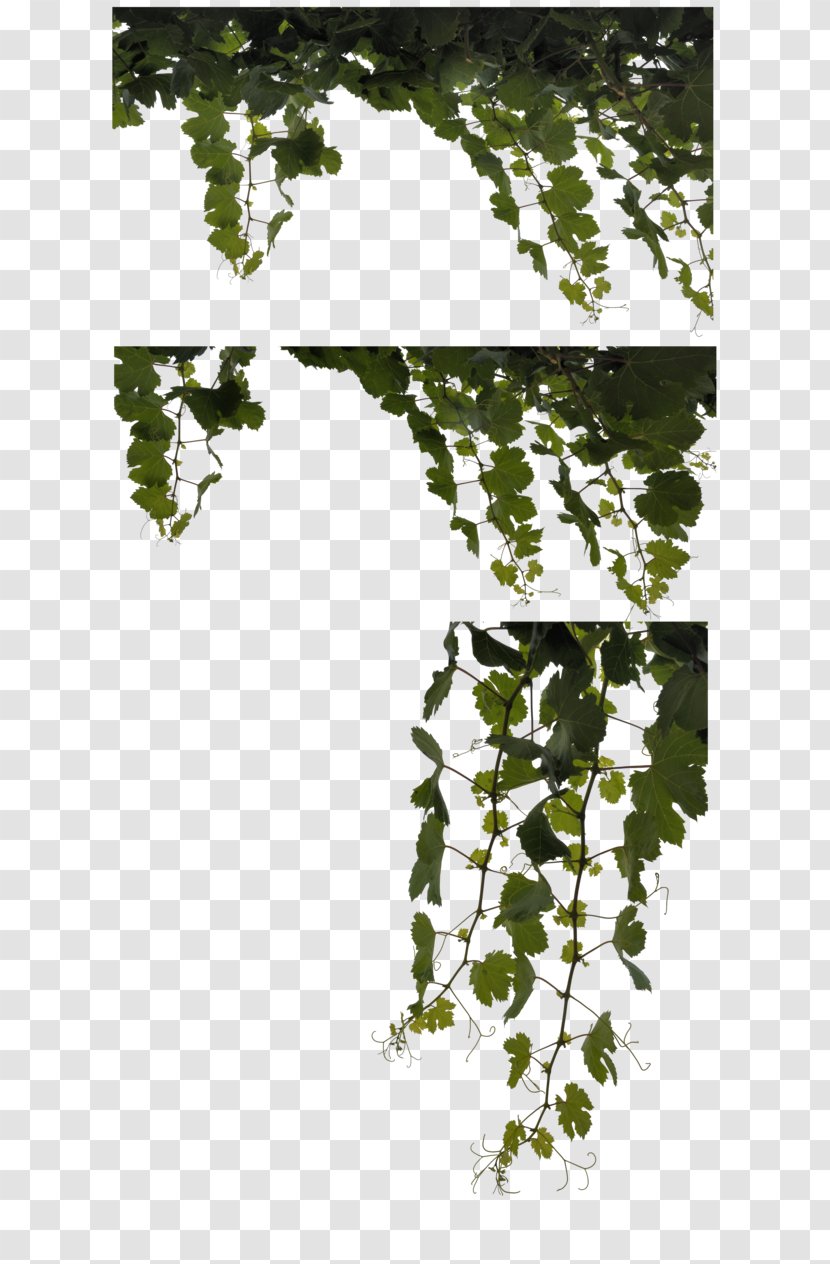 Leaf Vine Plant Clip Art - Leaves Transparent PNG