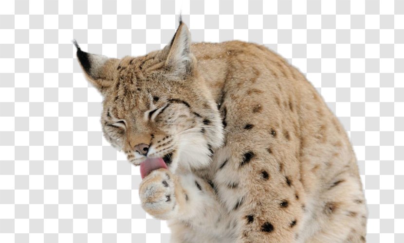 Eurasian Lynx Felidae Cat Desktop Wallpaper Canada - Display Resolution Transparent PNG
