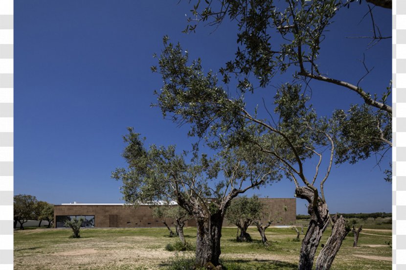 Ecorkhotel - Baunetz - Évora, Suites & SPA Architecture FG+SG Fotografia De ArquitecturaHotel Transparent PNG