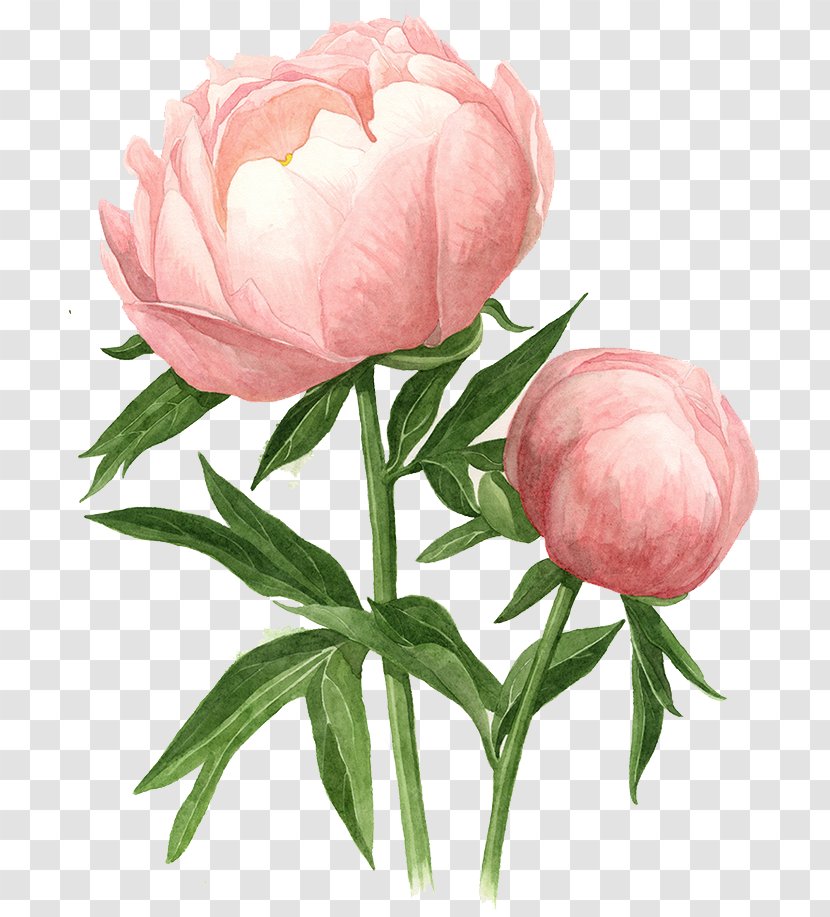 Peony Watercolor Painting Drawing Watercolour Flowers Transparent PNG
