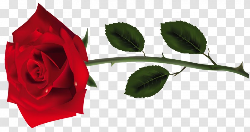 Garden Roses Verse Red Song Bar - Color - Rosas Vermelhas Transparent PNG