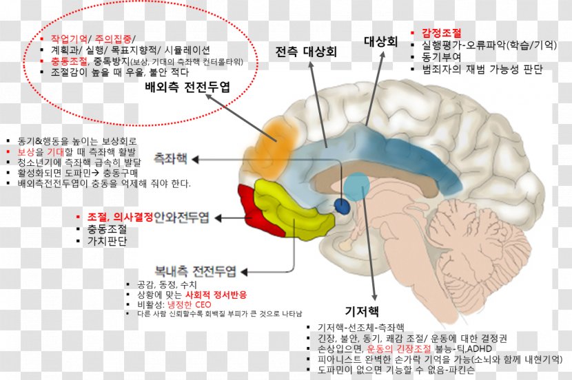 Brain Organism Ear - Silhouette Transparent PNG