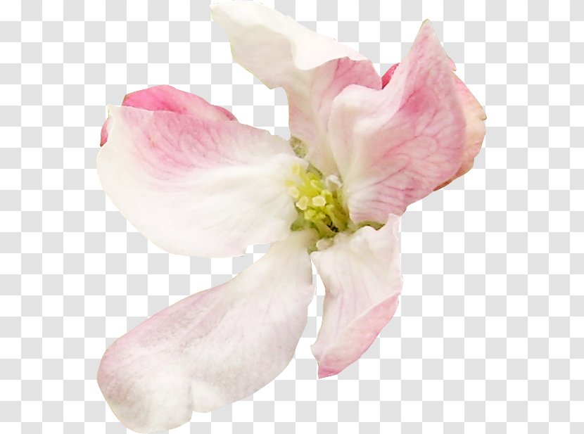 Petal Cut Flowers Mallows Pink M - Mallow - Flower Transparent PNG