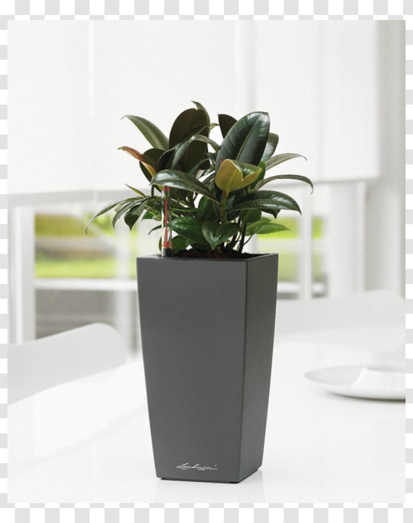 Houseplant Flowerpot Garden Watering Cans - Plant Transparent PNG