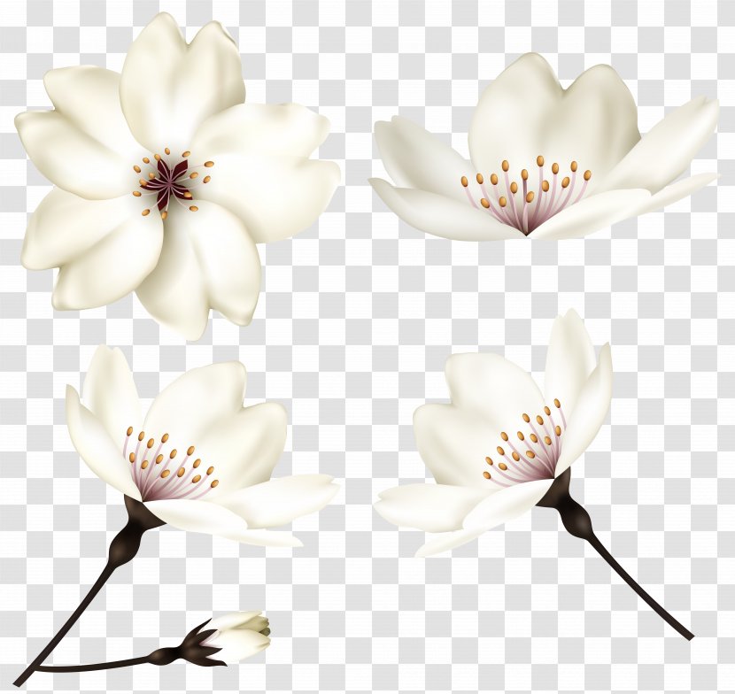 Still Life Photography Cut Flowers Petal - Spring Transparent PNG