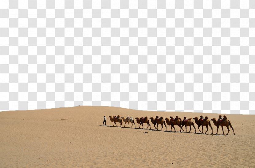 Camel Sand Ecoregion Erg Font - Like Mammal - Desert Camels Transparent PNG