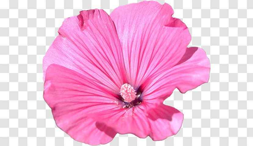 Mallow Flower Garden Petal - Family - Malva Sylvestris Transparent PNG