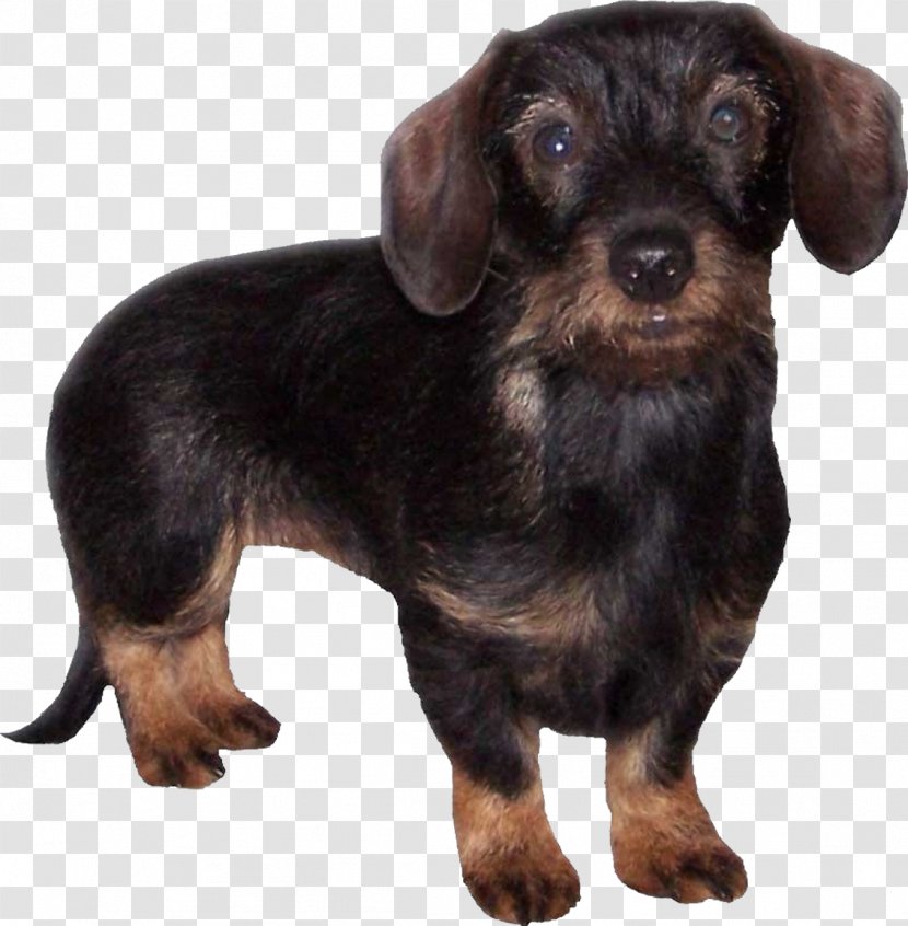 Dachshund Puppy German Pinscher Companion Dog English Toy Terrier Transparent PNG