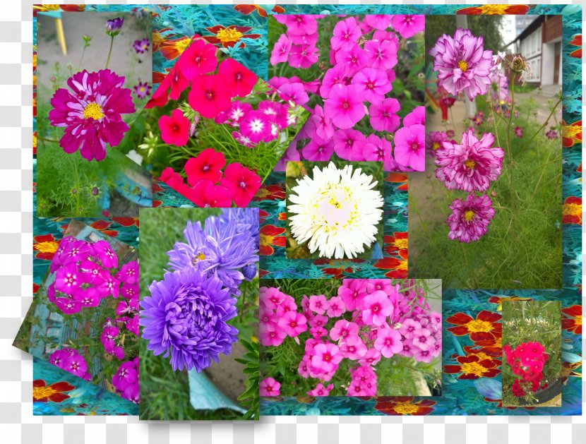 Floral Design Cut Flowers Garden Cosmos - Flower Arranging Transparent PNG