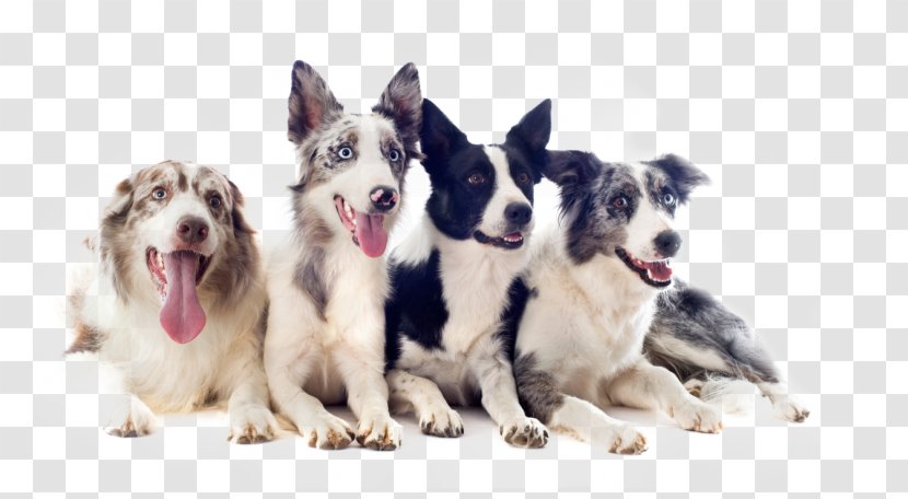 Border Collie Scotch Puppy German Shepherd Transparent PNG