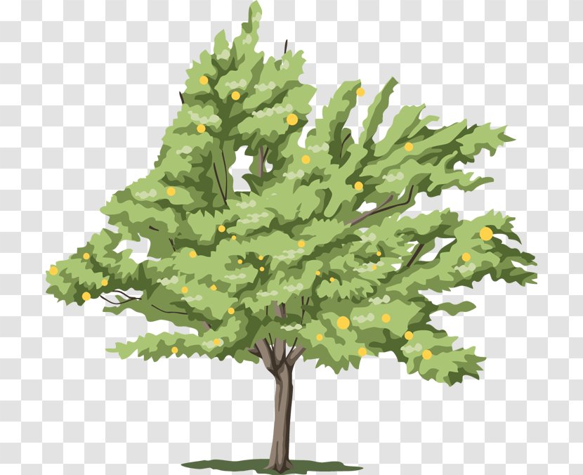 Tree Fir - Pine Transparent PNG