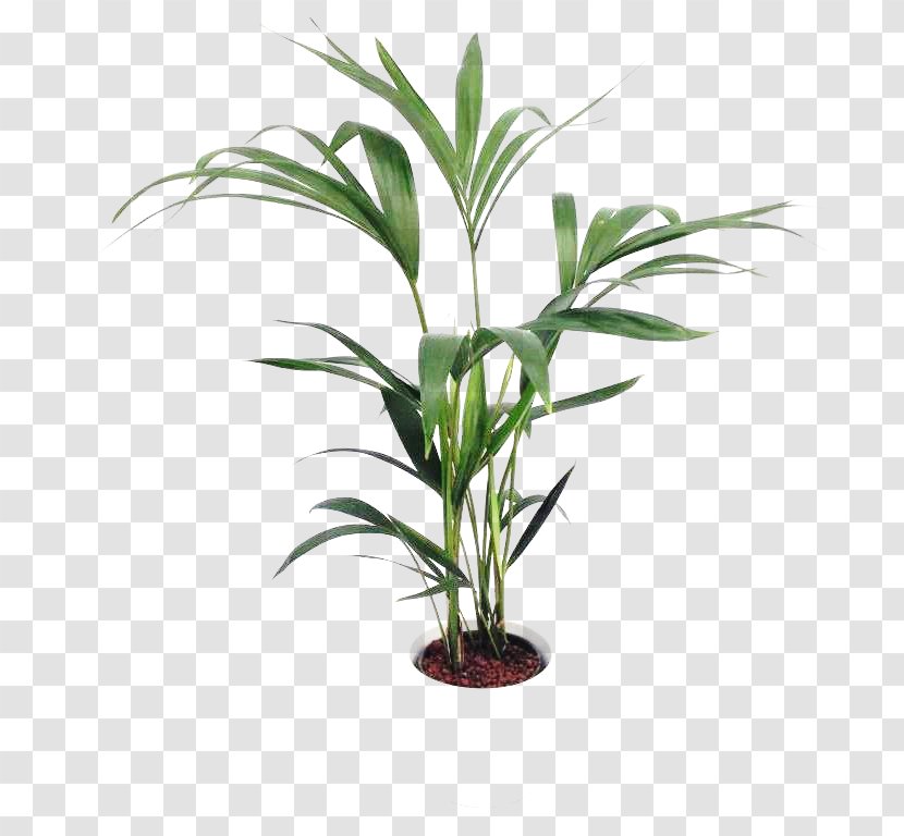 Arecaceae Grasses Flowerpot Houseplant Plant Stem - Flower Transparent PNG