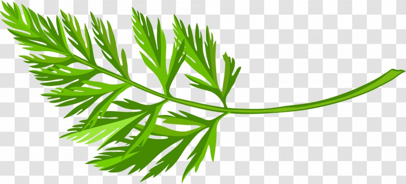 Green Carrot - Leaf - And Simple Grass Transparent PNG